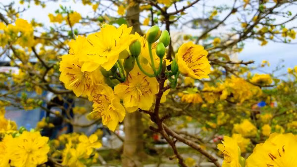 Thời tiết 21/1: Miền Bắc trời rét, vùng núi dưới 13 độ