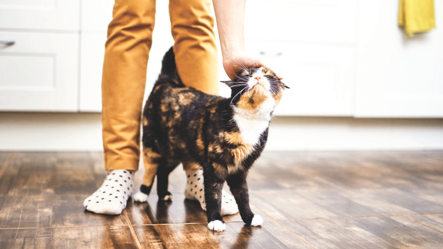 Chủ sở hữu và một con mèo khi tham gia nghiên cứu.