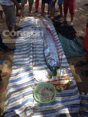 Cá hố khổng lồ lại trôi dạt vào biển Thanh Hóa ảnh 2