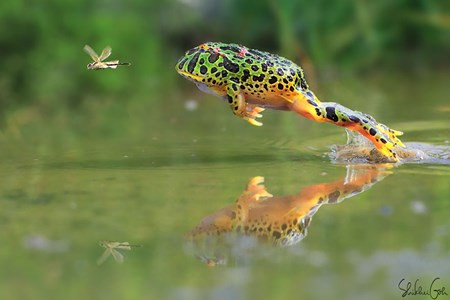 Sửng sốt trước loài cóc, ếch, nhái dị nhất hành tinh Sung sot truoc loai coc, ech, nhai di nhat hanh tinh