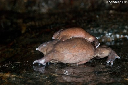 Sửng sốt trước loài cóc, ếch, nhái dị nhất hành tinh Sung sot truoc loai coc, ech, nhai di nhat hanh tinh