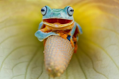 Sửng sốt trước loài cóc, ếch, nhái dị nhất hành tinh Sung sot truoc loai coc, ech, nhai di nhat hanh tinh