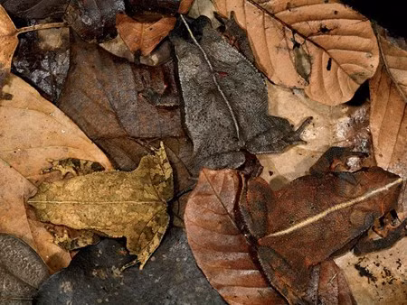 Sung sot truoc loai coc, ech, nhai di nhat hanh tinh