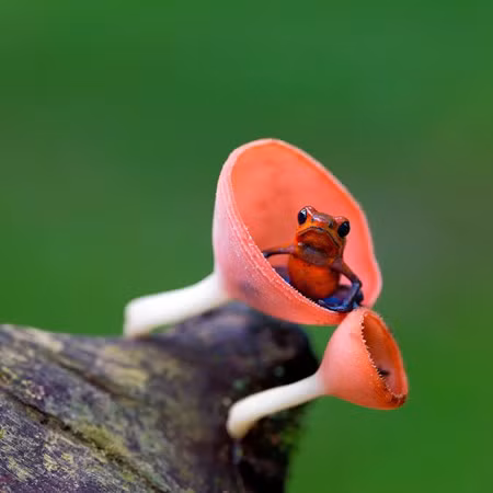 Sung sot truoc loai coc, ech, nhai di nhat hanh tinh