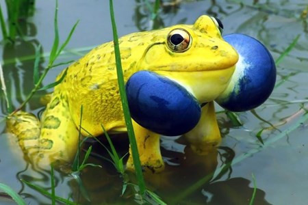 Sửng sốt trước loài cóc, ếch, nhái dị nhất hành tinh Sung sot truoc loai coc, ech, nhai di nhat hanh tinh