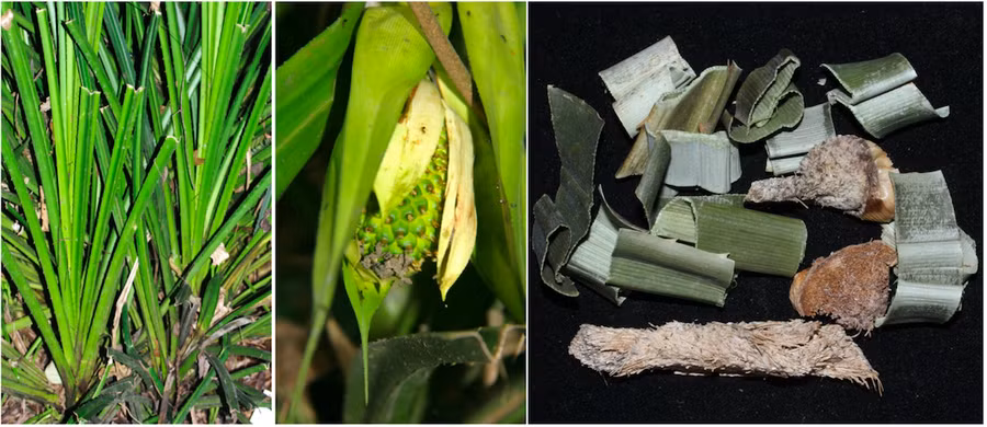 Cây dược liệu dứa dại.