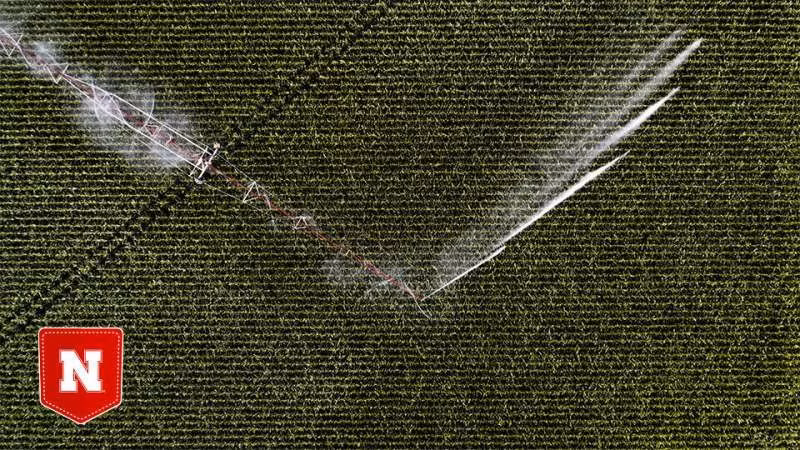 Bổ sung ngay ferrihydrit vào nước tưới có thể hạn chế nồng độ các nguyên tố độc hại.