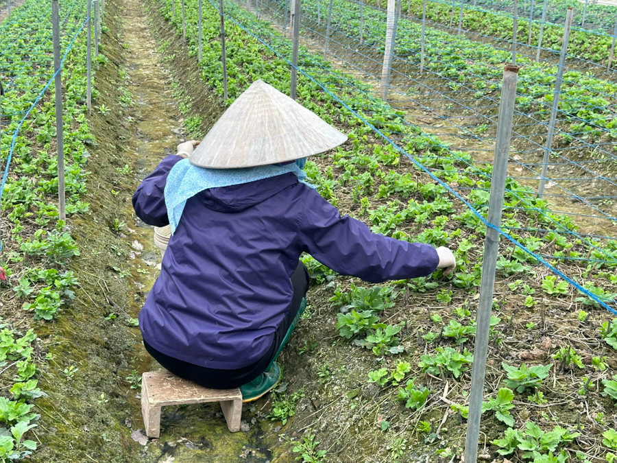 Bà Nguyễn Thị Dung, nông dân trồng hoa lâu năm làng Tây Tựu.