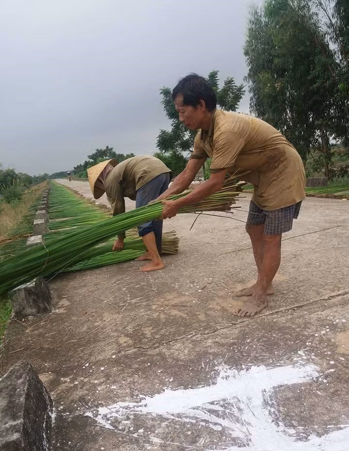 Sau khi thu hoạch về, cây cói sẽ được phơi khô.