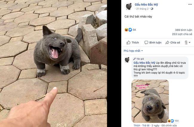Cư dân mạng đắm đuối vì chú chó hót hòn họt trên Facebook gần 1 tuần qua, lập fanpage 4 ngày thu về 32 ngàn lượt thích, ai nhìn cũng muốn nuôi! - Ảnh 8. Cư dân mạng đắm đuối vì chú chó hót hòn họt trên Facebook gần 1 tuần qua, lập fanpage 4 ngày thu về 32 ngàn lượt thích, ai nhìn cũng muốn nuôi! - Ảnh 8.