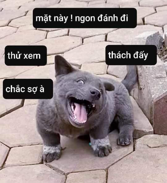 Cư dân mạng đắm đuối vì chú chó hót hòn họt trên Facebook gần 1 tuần qua, lập fanpage 4 ngày thu về 32 ngàn lượt thích, ai nhìn cũng muốn nuôi! - Ảnh 5. Cư dân mạng đắm đuối vì chú chó hót hòn họt trên Facebook gần 1 tuần qua, lập fanpage 4 ngày thu về 32 ngàn lượt thích, ai nhìn cũng muốn nuôi! - Ảnh 5.