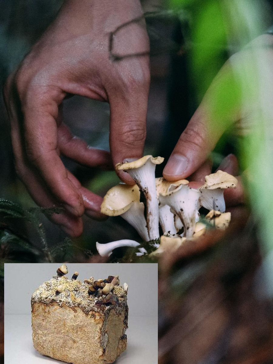 Gạch làm từ vật liệu nấm rẻ và thân thiện môi trường.