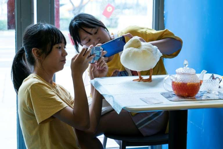 Những chú vịt này sẽ khiến khách hàng hài lòng hơn.