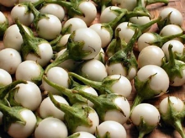 Quả cà có nhiều tác dụng nếu biết cách chế biến đúng cách. 