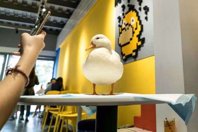 Một chú vịt có giá trị lên tới 10.000 nhân dân tệ.