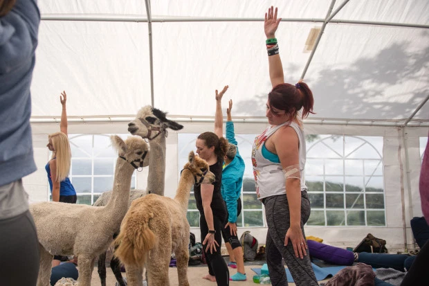 Tập yoga với lạc đà Alpaca giúp con người mở lòng hơn Tập yoga với lạc đà Alpaca giúp con người mở lòng hơn