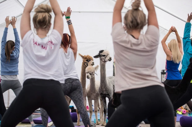 Lạc đà Alpaca mang lại tác động hiệu quả Lạc đà Alpaca mang lại tác động hiệu quả