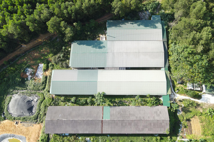 Quy mô trại lợn có 4 dãy chuồng nuôi với hàng nghìn con lợn thịt, hàng trăm con lợn nái. Quy mô trại lợn có 4 dãy chuồng nuôi với hàng nghìn con lợn thịt, hàng trăm con lợn nái.