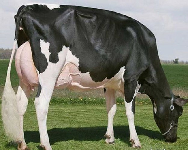 những động vật đắt giá của giới siêu giàu hình 3 nhung dong vat dat gia cua gioi sieu giau hinh 3