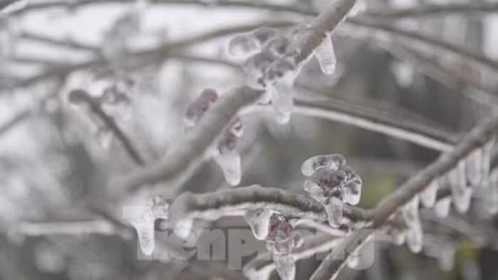 Còn tại Lạng Sơn, vào sáng nay (20/2), nhiệt độ tại khu du lịch Mẫu Sơn, huyện Lộc Bình, giảm xuống âm 1,2 độ C, có mưa nhỏ, băng đang đông kết trên nhà cửa, cỏ cây. Ảnh: TPO.