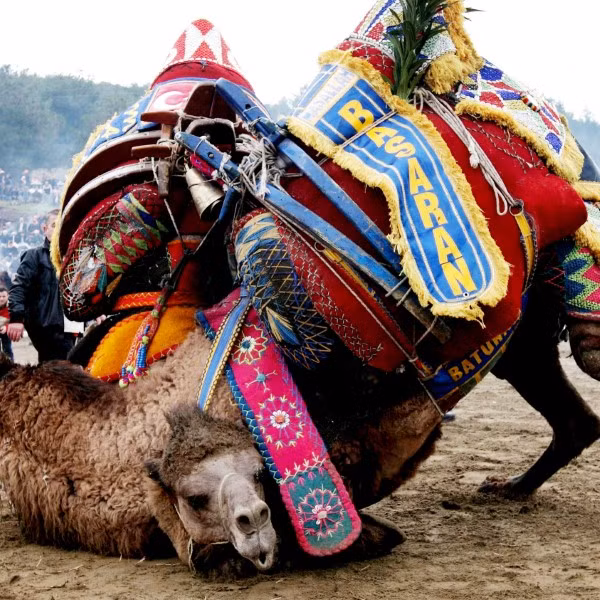 Đấu vật lạc đà ảnh 5