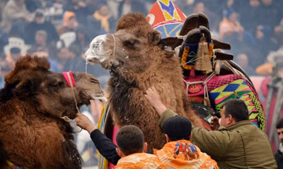 Đấu vật lạc đà ảnh 1