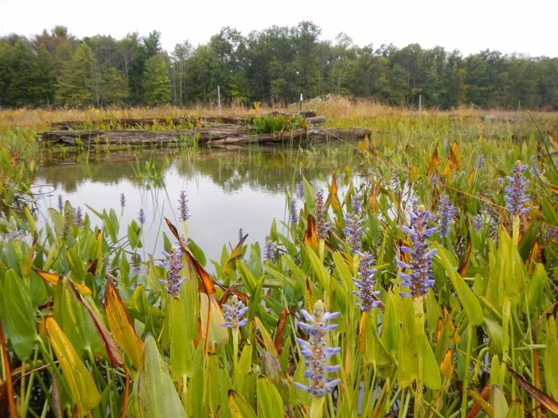 Một góc đầm lầy theo mùa trong thung lũng Cuyahoga ngày nay.