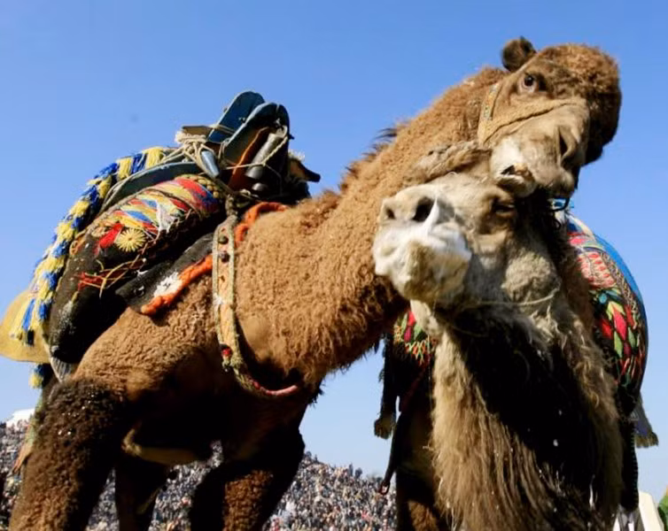 Đấu vật lạc đà ảnh 6