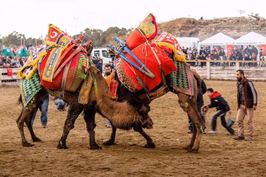 Đấu vật lạc đà ảnh 3