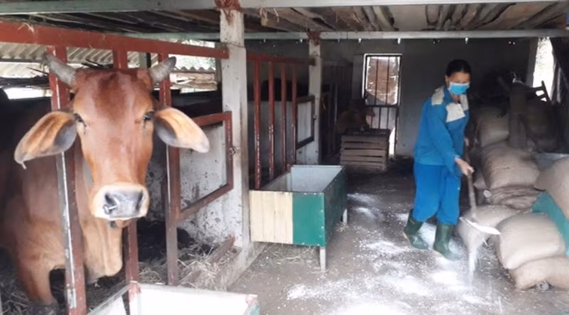 Nhiều trâu, bò chết, buộc phải tiêu hủy.