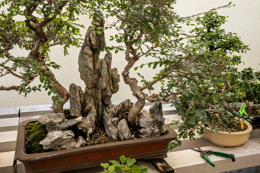 Một trong nhiều cây bonsai mà ông MacNair trồng và chăm sóc tại nhà riêng ở Dubai. Một trong nhiều cây bonsai mà ông MacNair trồng và chăm sóc tại nhà riêng ở Dubai.
