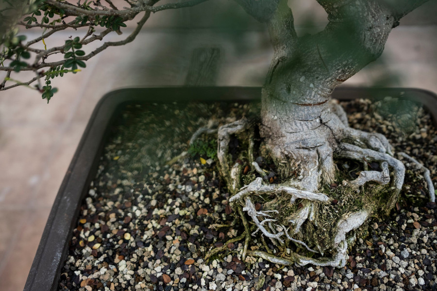 Rễ của cây bonsai. Rễ của cây bonsai.
