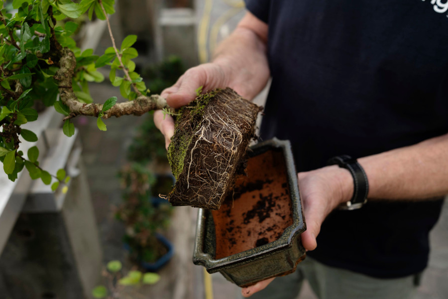 Rễ cây bonsai lộ ra khi ông MacNair thay chậu. Rễ cây bonsai lộ ra khi ông MacNair thay chậu.