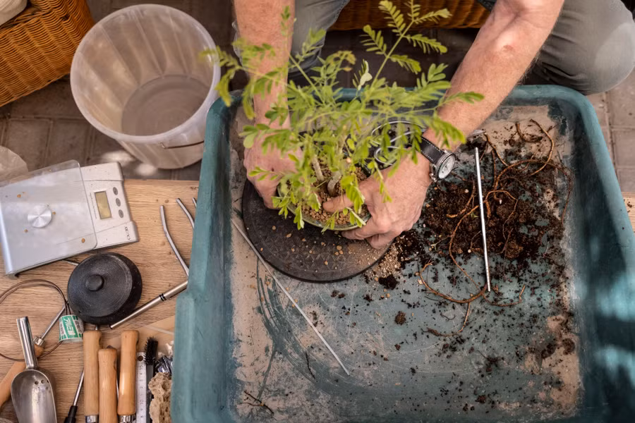 Ông McNair thay chậu cho cây.