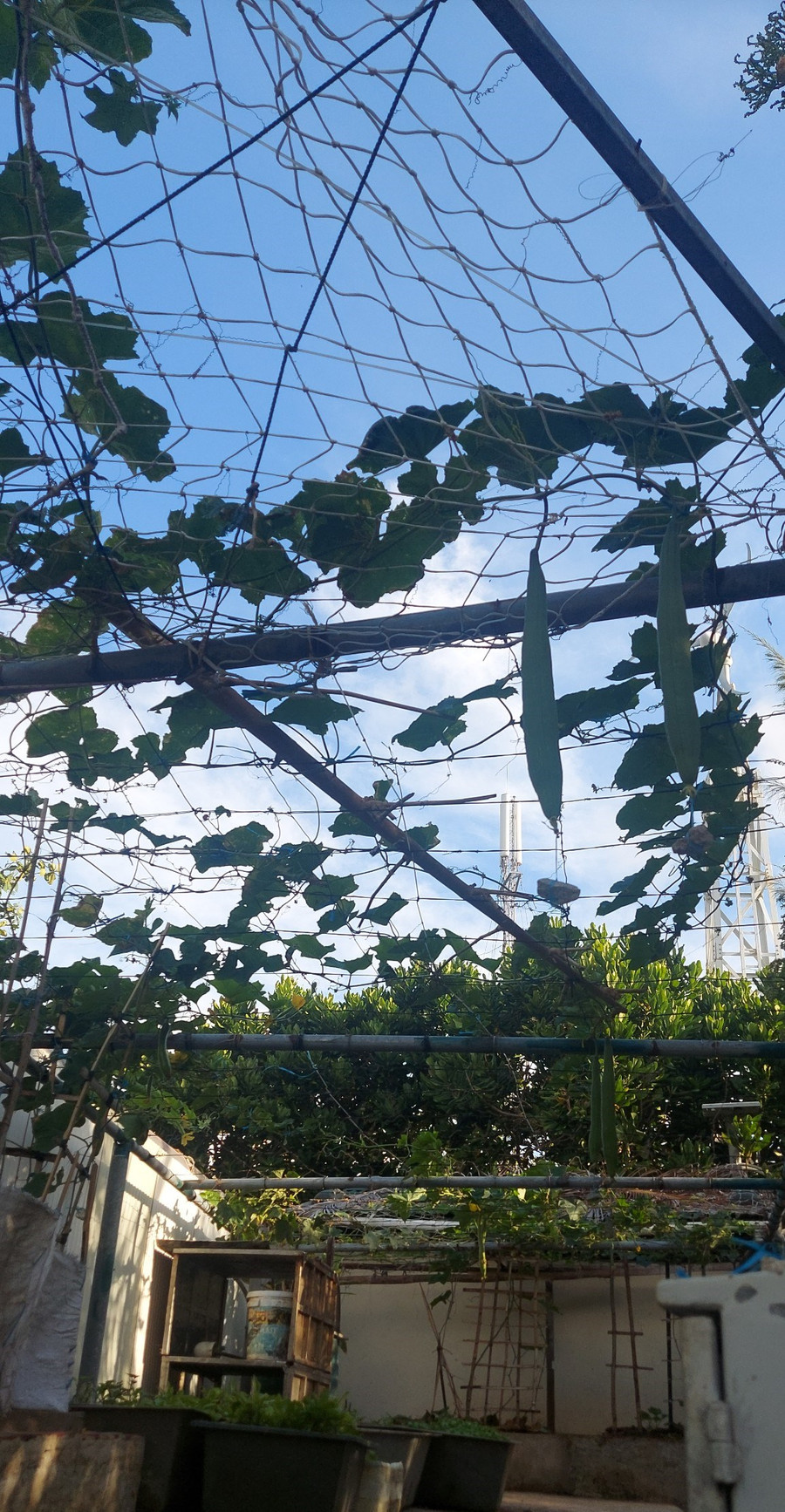 Phía dưới là hộp rau và phía trên là giàn mướp trên đảo Sinh Tồn Đông. Ảnh: Bình Thanh. Phía dưới là hộp rau và phía trên là giàn mướp trên đảo Sinh Tồn Đông. Ảnh: Bình Thanh.