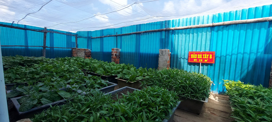 Vườn rau ở đảo Đá Tây B. Ảnh: Bình Thanh. Vườn rau ở đảo Đá Tây B. Ảnh: Bình Thanh.