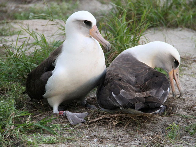 oldest-known-albatross-with-mate_64559_990x742. oldest-known-albatross-with-mate_64559_990x742.
