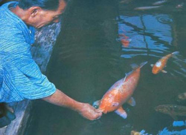 koi_hanako-2. koi_hanako-2.