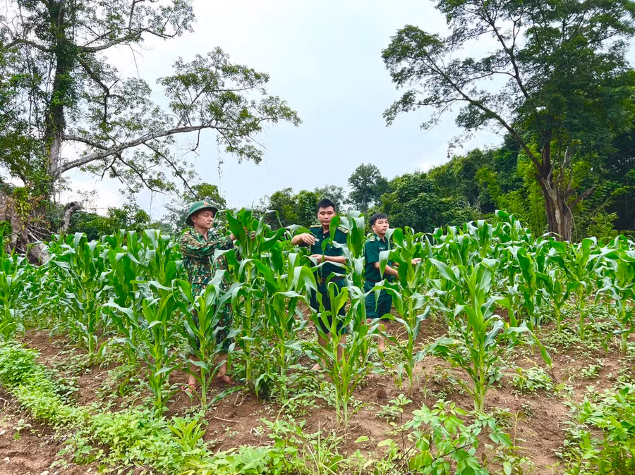 Giống ngô mới do Đồn Biên phòng Hướng Phùng hỗ trợ người dân đã phát triển xanh tốt. Ảnh: Đăng Đức