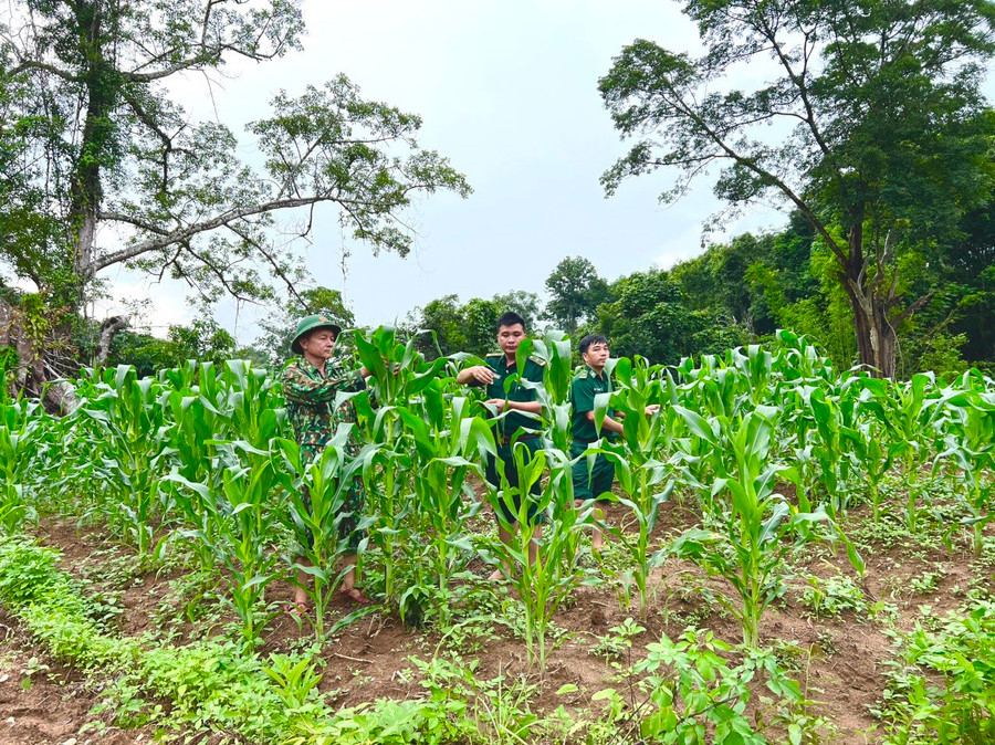 Giống ngô mới do Đồn Biên phòng Hướng Phùng hỗ trợ người dân đã phát triển xanh tốt. Ảnh: Đăng Đức