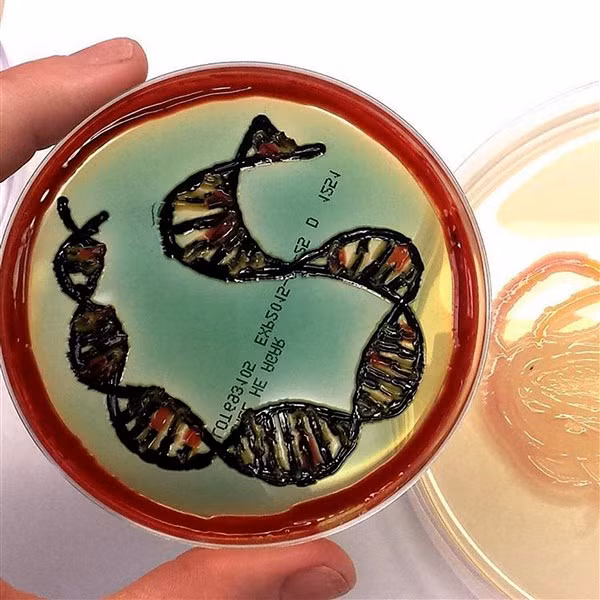 Táo bạo tranh vẽ bằng vi khuẩn ảnh 5