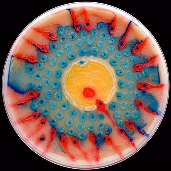 Táo bạo tranh vẽ bằng vi khuẩn ảnh 2