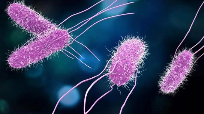 Vi khuẩn Salmonella sống được hai đến ba tháng trong nước đá.