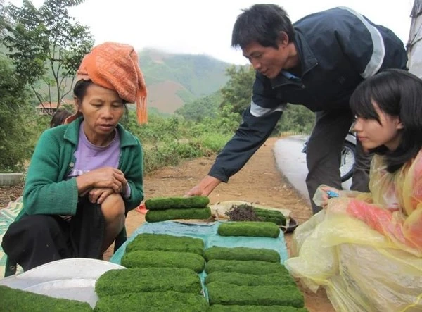 Khách mua rêu suối mùa xuân.