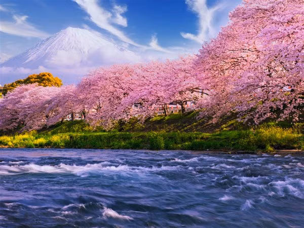 Ngơ ngẩn trước loài hoa biểu tượng của sự tái sinh ảnh 3