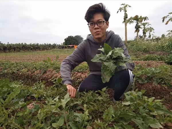 Xuân Đức thu hoạch rau sau thời gian chăm sóc bằng nước tưới hữu cơ. Ảnh: NVCC.