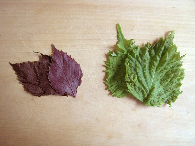 Lá hồi sinh: loại rau bán đầy chợ Việt Nam, chỉ 1k - 2k/mớ mà ở Nhật lại được xem trọng vô cùng, còn phải mua từng lá một - Ảnh 5.