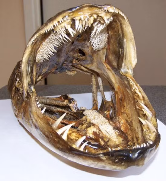 10 loai "quai vat" nuoc ngot nguy hiem nhat tren the gioi hinh anh 7