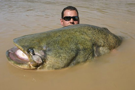 10 loài "quái vật" nước ngọt nguy hiểm nhất trên thế giới hình ảnh 5 10 loai "quai vat" nuoc ngot nguy hiem nhat tren the gioi hinh anh 5