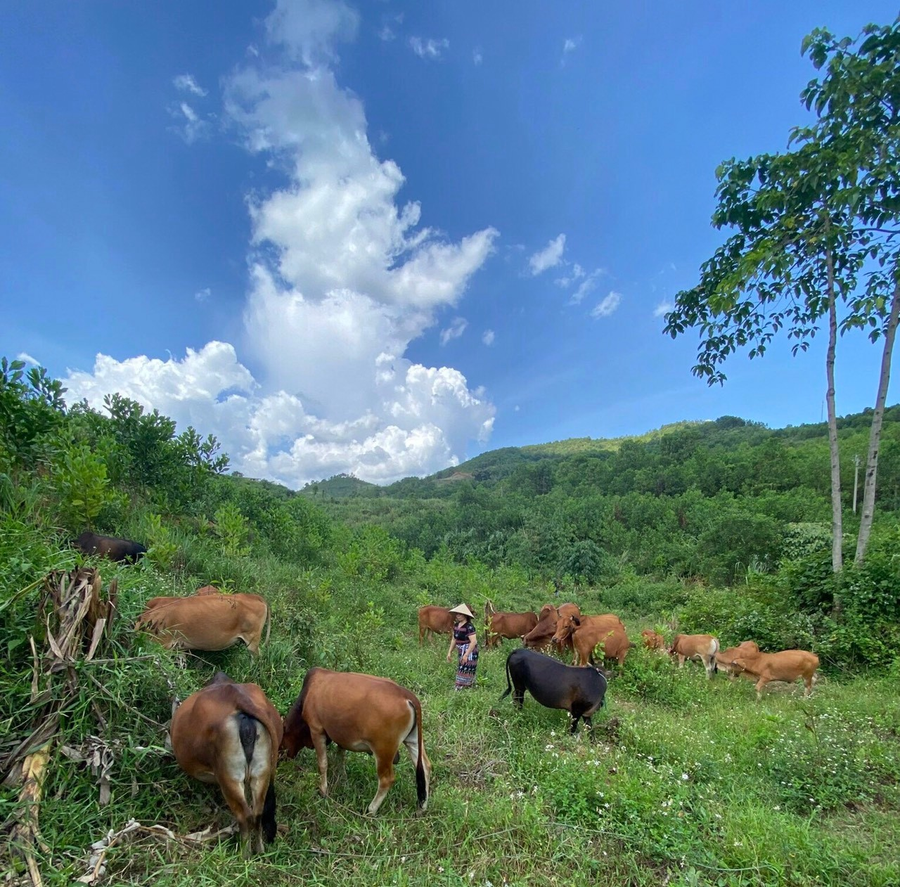 Nhờ được hỗ trợ vay vốn để mua đàn bò giống sinh sản mà thu nhập của gia đình chị Hồ Thị Phôn được cải thiện, vươn lên thoát nghèo bền vững. Nhờ được hỗ trợ vay vốn để mua đàn bò giống sinh sản mà thu nhập của gia đình chị Hồ Thị Phôn được cải thiện, vươn lên thoát nghèo bền vững.